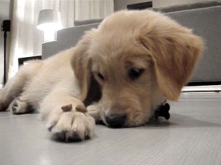peanut our golden retriever puppy told to leave it